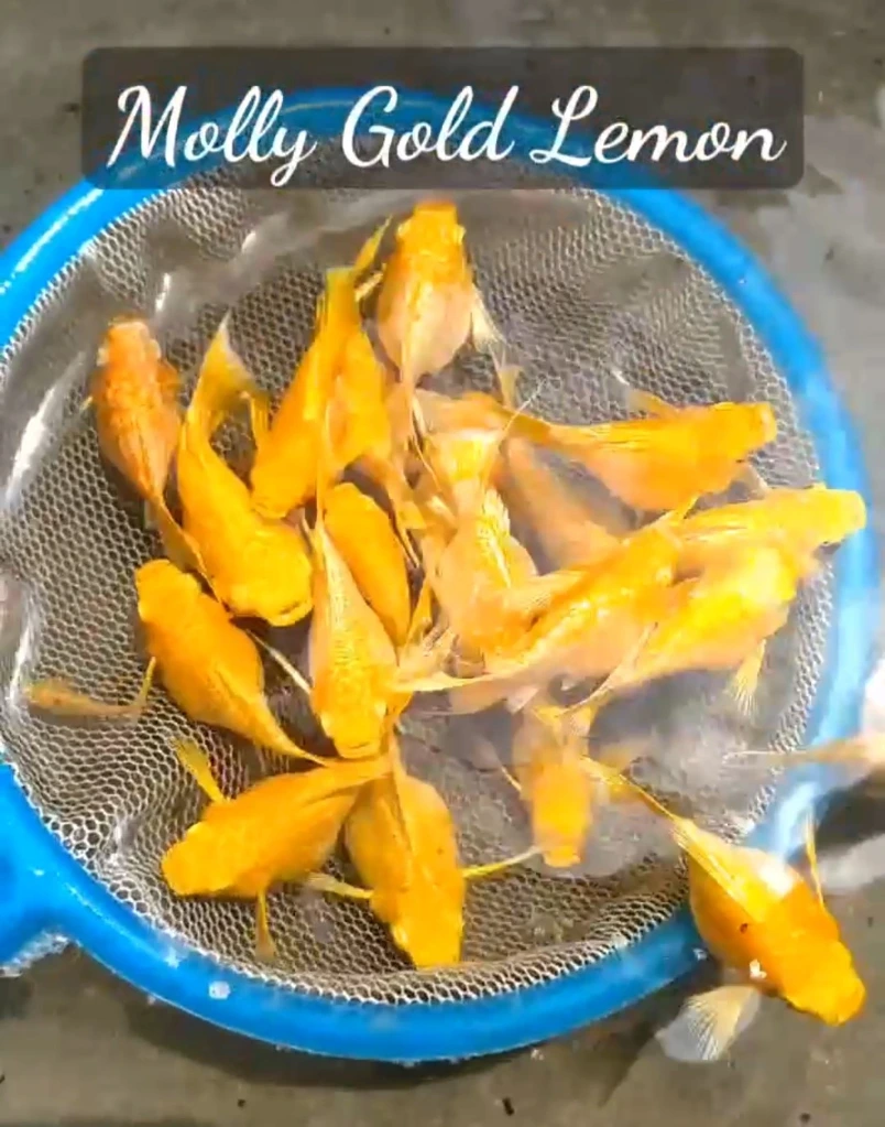 Molly Gold Lemon
